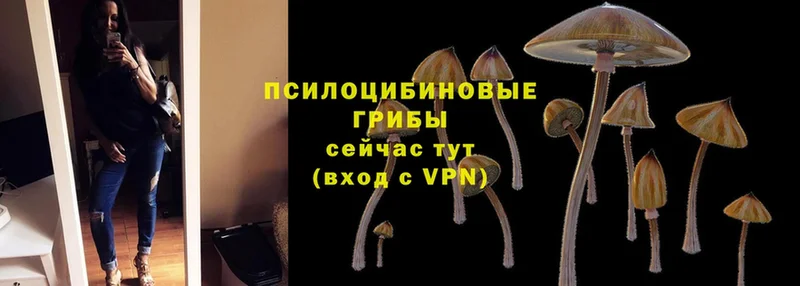 Псилоцибиновые грибы GOLDEN TEACHER  как найти наркотики  Кукмор 